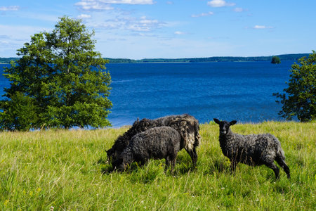 A closeup shot of black sheep near a lakeの写真素材