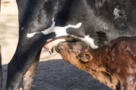 calf drinking milk from the cow's udderの写真素材