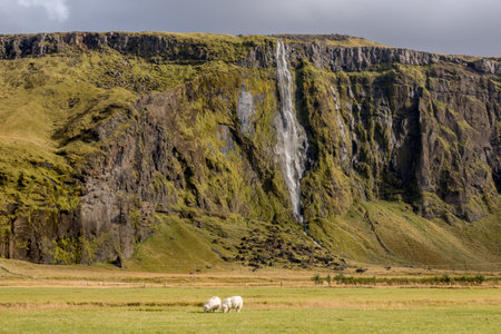 The mesmerizing view of the waterfall with sheep grazing in the foreground in Icelandの写真素材