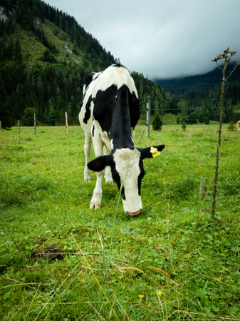 A vertical shot of a  black and white cow on a green fieldの写真素材
