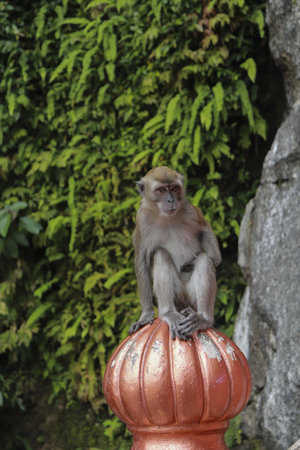 A vertical shot of a monkey on a decorative pumpkin