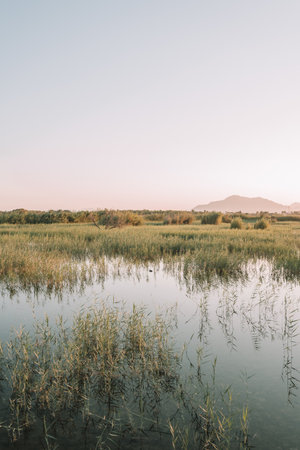 A vertical shot of a swamp with grassの写真素材