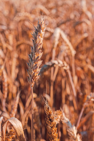 A beautiful view of a wheat field