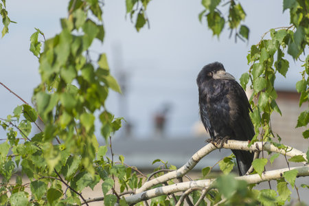 Lonely black crow sits on a birch branch after rainの写真素材