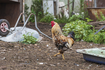 A beautiful multi-colored rooster walks through the agricultural yard
