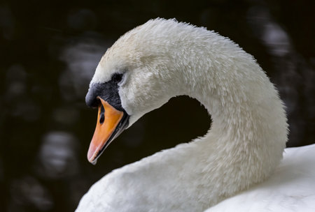 A beautiful closeup shot of a white swan faceの写真素材