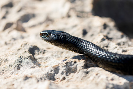 Close up macro shot of the face of an adult Black Western Whip Snake, Hierophis viridiflavus, an...