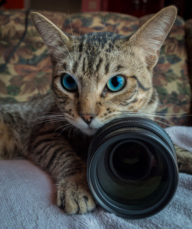 A closeup shot of a European cat with camera lensの写真素材