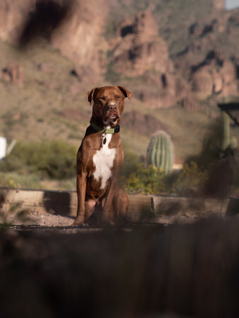 A selective focus shot of a brown pitbull in a canyon landscape