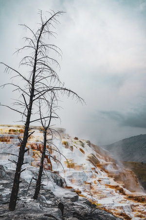 A vertical shot of trees on the snow-covered hill captured on a foggy dayの写真素材