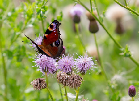 A closeup of a butterfly on a violet flowerの写真素材