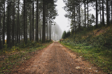 A closeup shot of a forest path covered with fog in Morvan, Franceの写真素材