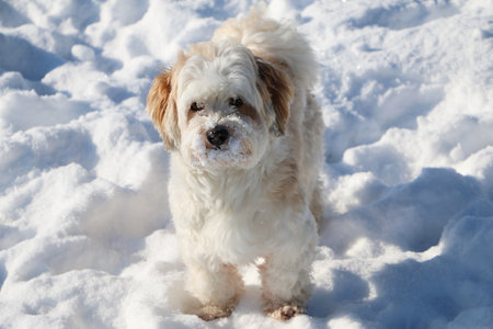 A closeup shot of a cute white fluffy puppy in the snowの写真素材