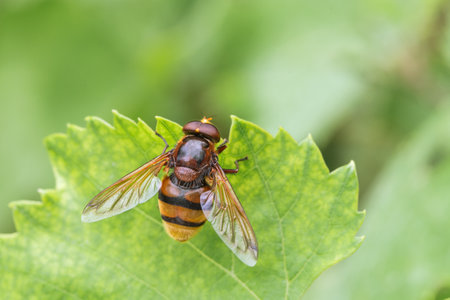 Hornet mimic hoverfly, Volucella zonaria, a Batesian mimic, resting on a leaf,  striped abdomen...