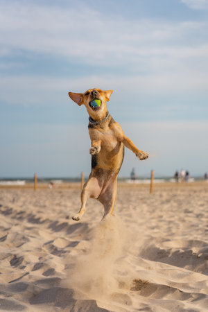 A vertical closeup shot of a companion dog catching a ball while running on the sandの写真素材