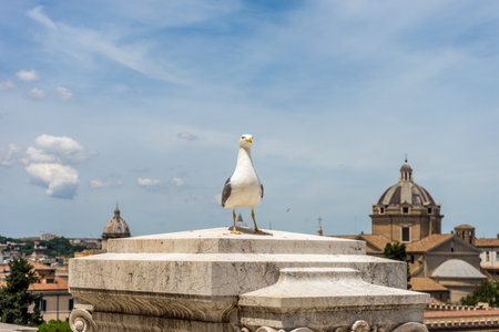 A seagull perched in front of a building in Rome, Italyの写真素材