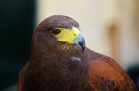 A closeup shot of domesticated Harris's hawkの写真素材