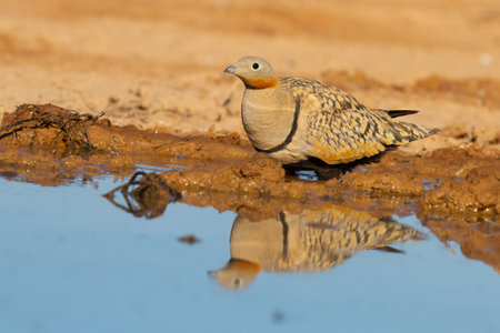 A closeup shot of a pin-tailed sandgrouse near the waterの写真素材