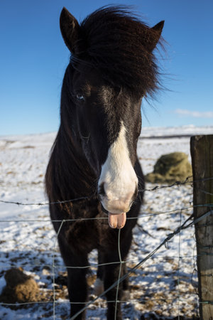 A vertical shot of a black mane in a field covered in the ice under the sunlightの写真素材