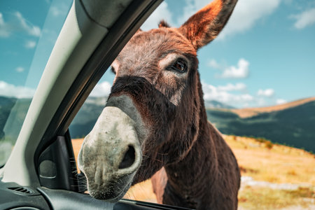 A closeup shot of a brown donkey captured from the passenger seat of a carの写真素材