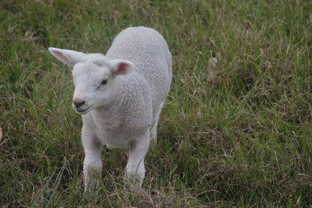 A cute small white lamb running on the grass