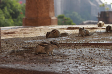 A group of cute small chipmunks on a wooden surfaceの写真素材