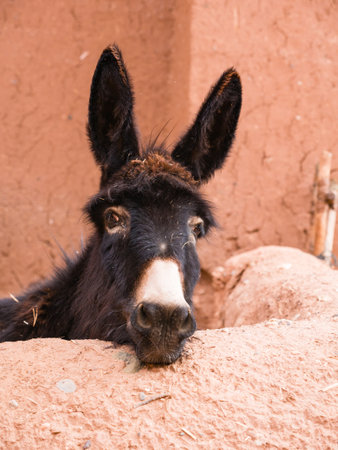 A vertical closeup shot of a donkey standing by the stone barrier in Ait-Ben-Haddou, Moroccoの写真素材