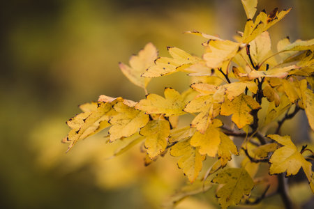 A selective focus shot of green leaves on a branchの写真素材