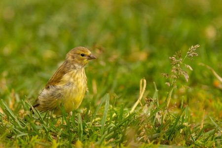 A closeup shot of a cute Carduelis little bird looking for seeds