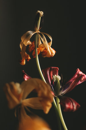A vertical shot of wilting decorative tulip flowersの写真素材
