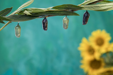 Monarch butterfly chrysalis, Danaus plexippuson, clear stage teal blue background with yellow sunflowersの写真素材