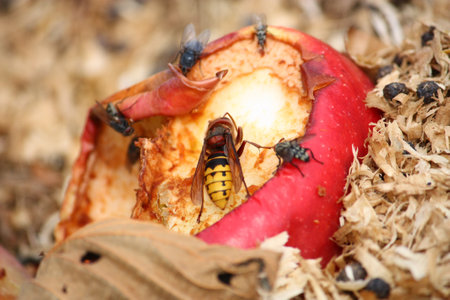 A closeup of different insects on a rotting apple on the groundの写真素材