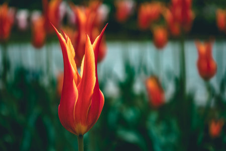 A closeup shot of blooming red and yellow tulips in the gardenの写真素材