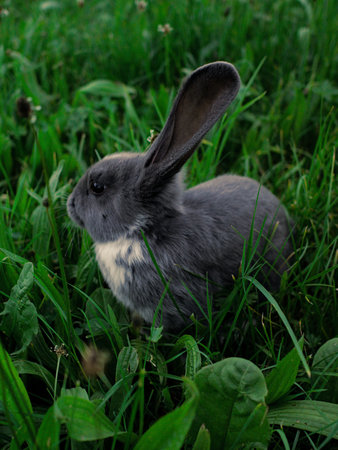 A vertical shot of a cute little bunny on the grassの写真素材