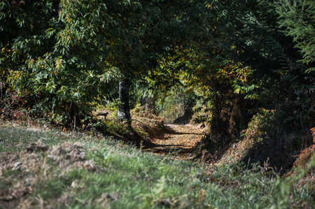 A closeup shot of a forest path in Morvan, Franceの写真素材