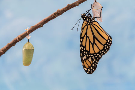 Monarch Butterfly, Danaus plexippuson, emerges from Chrysalis dries wings blue backgroundの写真素材