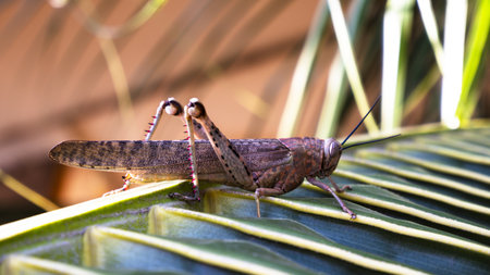 A closeup shot of a locust on a plant with a blurred backgroundの写真素材