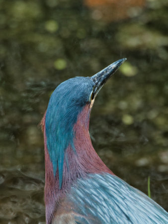 A vertical shot of a blue bird with a blurred backgroundの写真素材