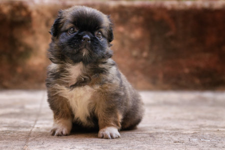 A closeup shot of a beautiful Griffon Bruxellois under the sunlightの写真素材