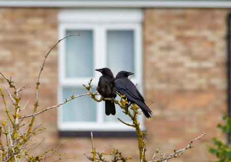 A closeup shot of two ravens sitting on a tree branch