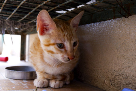 A closeup a cute domestic Arabian Mau catの写真素材
