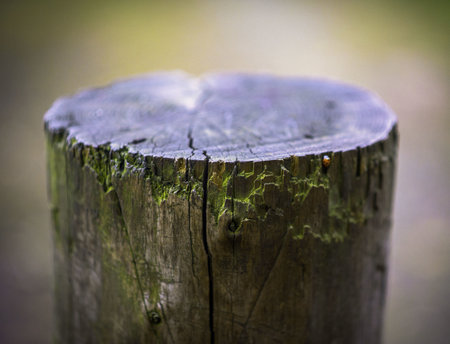 A closeup of a mossy stump