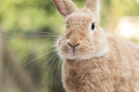 A selective focus shot of a domestic rabbit on a bright summer morningの写真素材