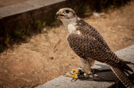 A closeup shot of a saker falcon perching on a stone