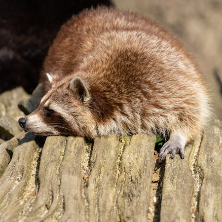 Rotten raccoon, scientific name Procyon lotor, lying dozing on a dead tree trunk, wildlifeの写真素材