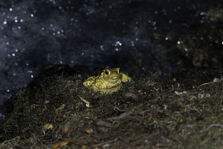 A closeup shot of a yellow toad with bulging red eyes on a blurred background