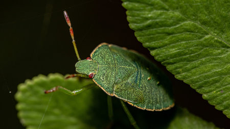 A macro shot of a green shield bug on a leaf