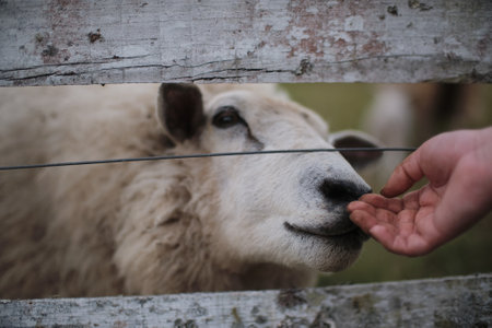 A white sheep in the farm in the rural areaの写真素材