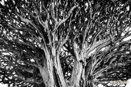 A grayscale low angle shot of a big old tree