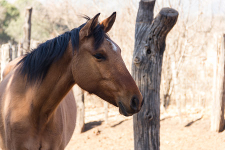 portrait of brown horse in argentinian farmの写真素材